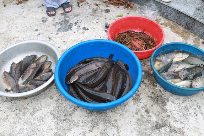 Charity of  Dong Cao pagoda